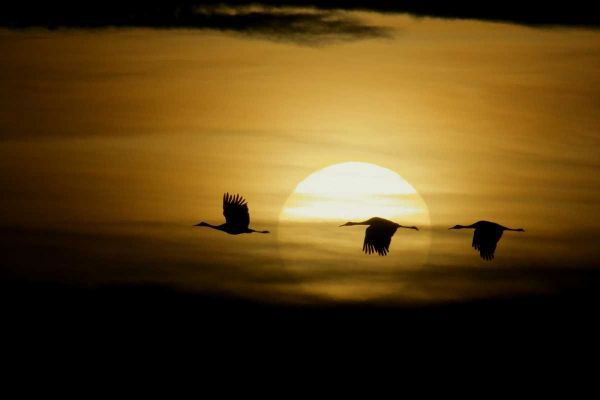 New Mexico Silhouettes of sandhill cranes flying